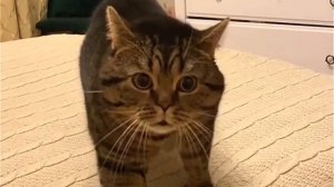 Кот зовёт Галю. Галя!