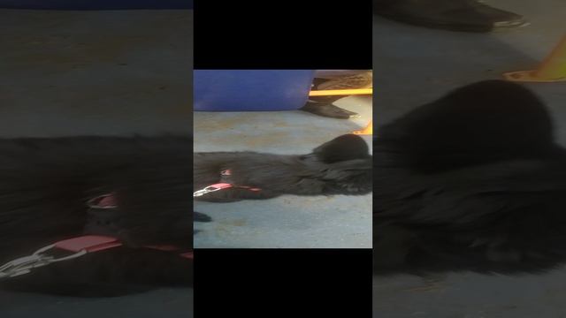 ВЕО восточно европейская овчарка черная 2023-02-19 15-47-49 смотреть онлайн