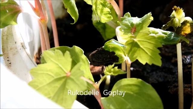 Как вырастить виноград дома виноградник рассада садоводство