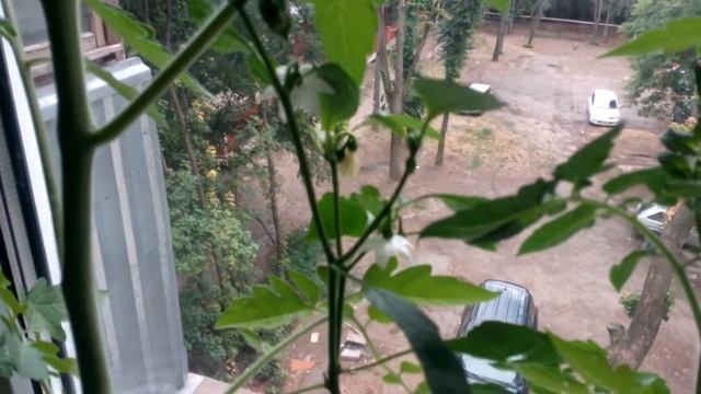 ОГОРОД НА ПОДОКОННИКЕ ЦВЕТУТ ПЕРЦЫ ТОМАТЫ