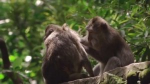 эти милые обезьянки!!!