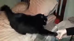 Кошки которые любят ласкаться