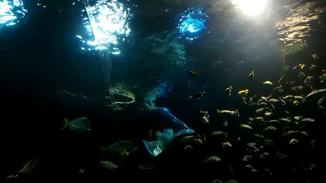 Океанариум в Астане (шоу русалок, кормление рыб, акулы и др.) смотреть онлайн