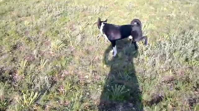 Русско-европейская лайка на прогулке смотреть онлайн