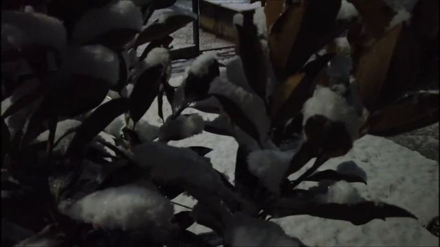 Пальмы Трахикарпус Зимой, Краснодарский Край! смотреть онлайн