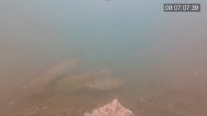 Подводная съемка в Черном море. Реакция рыбы на прикормку Minenko. Кефаль подошла за 4 минуты. Адле