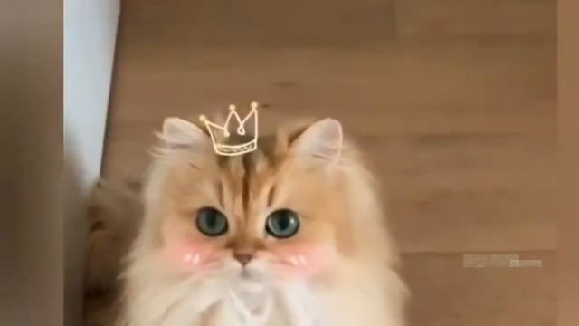 Усатые, полосатые 🐈 желают Вам прекрасного настроения! смотреть онлайн