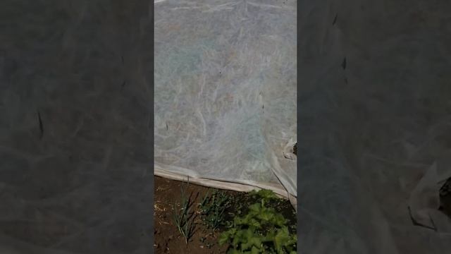 Если морковь не вылазиет?! - знакомая посоветовала срочно делайте так. смотреть онлайн