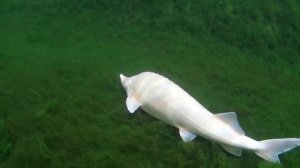 Albino Sterlet (Acipenser ruthenus) KoiCompetence