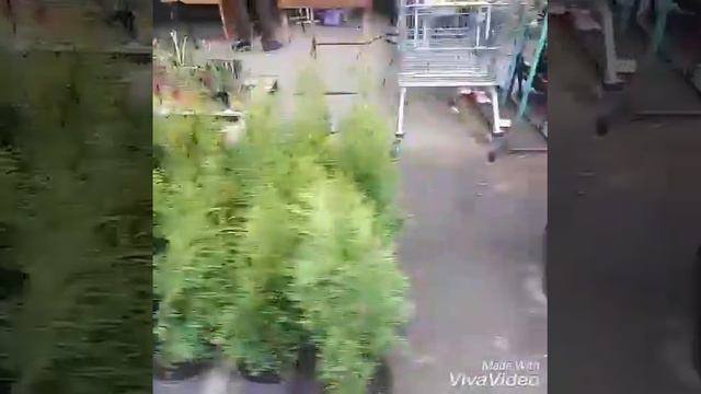 Видео обзор растений Садового Центра "Южная Столица" смотреть онлайн