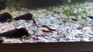 Креветка Сулавеси Желтохвостая / Yellow Cheek Shrimp