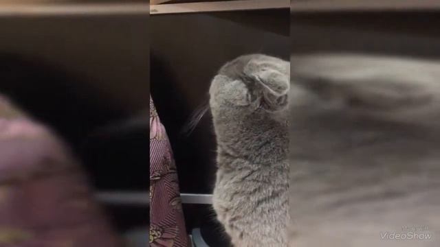Знакомства волшебных зверюшек с зрителями