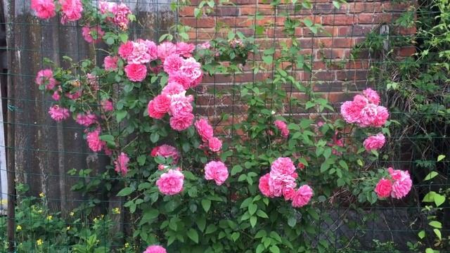 САД С ПЛЕТИСТЫМИ РОЗАМИ Garden with climbing roses смотреть онлайн