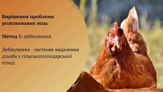 Чому кури клюють свої яйця і як з цим боротися смотреть онлайн