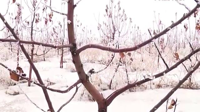 Удачные заметки. Обрезка молодых яблонь смотреть онлайн