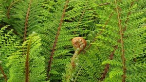 Polystichum setiferum - grow & care (Soft shield-fern)