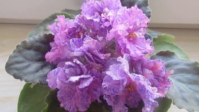 ФИАЛКА ЛЕ-РОЗМАРИ? смотреть онлайн