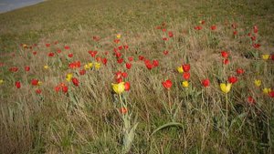 махнем не глядя