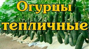 Огурцы тепличные