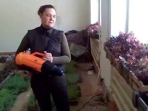 смываем паутинного  клеща простой водой. Именно поэтому, я не в костюме и не в маске.