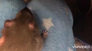 Быстро и Легко Обработка крысы от кожных паразитов СТРОГХОЛД