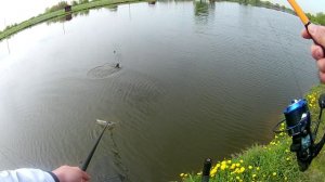 Рыбалка на коммерческом водоеме. Карп на фидер . Мощные загибы и крупные рыбы