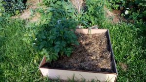 Картофель в коробе. Ошибки при выращивании