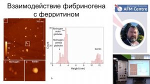 Дмитрий Клинов - АСМ одиночных молекул биополимеров