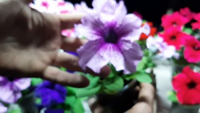 ПЕТУНИЮ ВЫРАЩИВАЮ КАЖДЫЙ ГОД НЕВЕРОЯТНАЯ КРАСОТА♥️СОРТА ПЕТУНИИ из семян