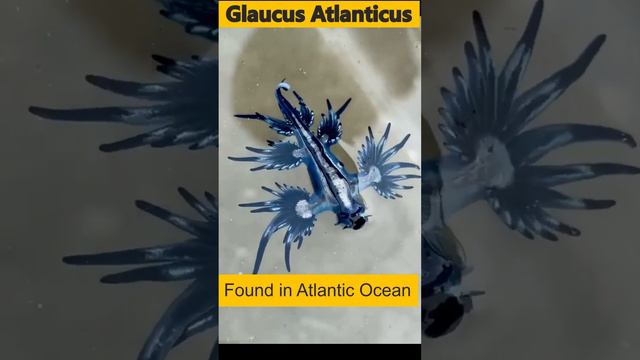 glaucus atlanticus #english #knowledgefacts #shortvideo