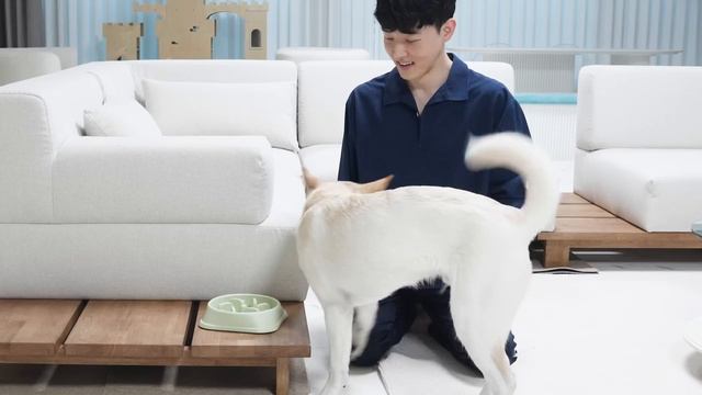 강아지와 고양이에게 사료를 한 알만 주면 생기는 일 ㅋㅋㅋ смотреть онлайн