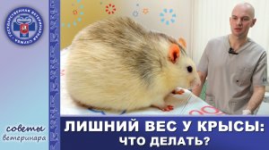 Лишний вес у крысы | На приёме у врача-ратолога