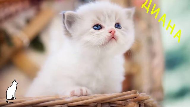 Какой ты котёнок по имени? (3 часть) смотреть онлайн