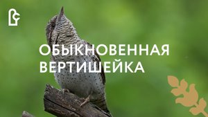 Обыкновенная вертишейка