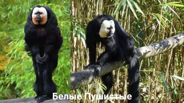 БЛЕДНОЛИЦЫЙ САКИ?/Приматы/Животные/Интересные факты