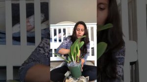 Unboxing Carmela orchids Cattleya special