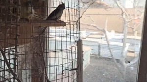 ГОЛУБИ. СМЕЮЩИЙСЯ ГОРЛИЦА. 6.02.2023.