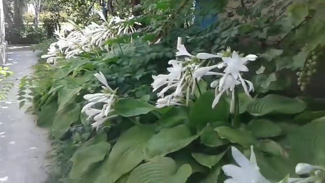 Цветы для дачи и дома, самые красивые, не требующие ухода! смотреть онлайн