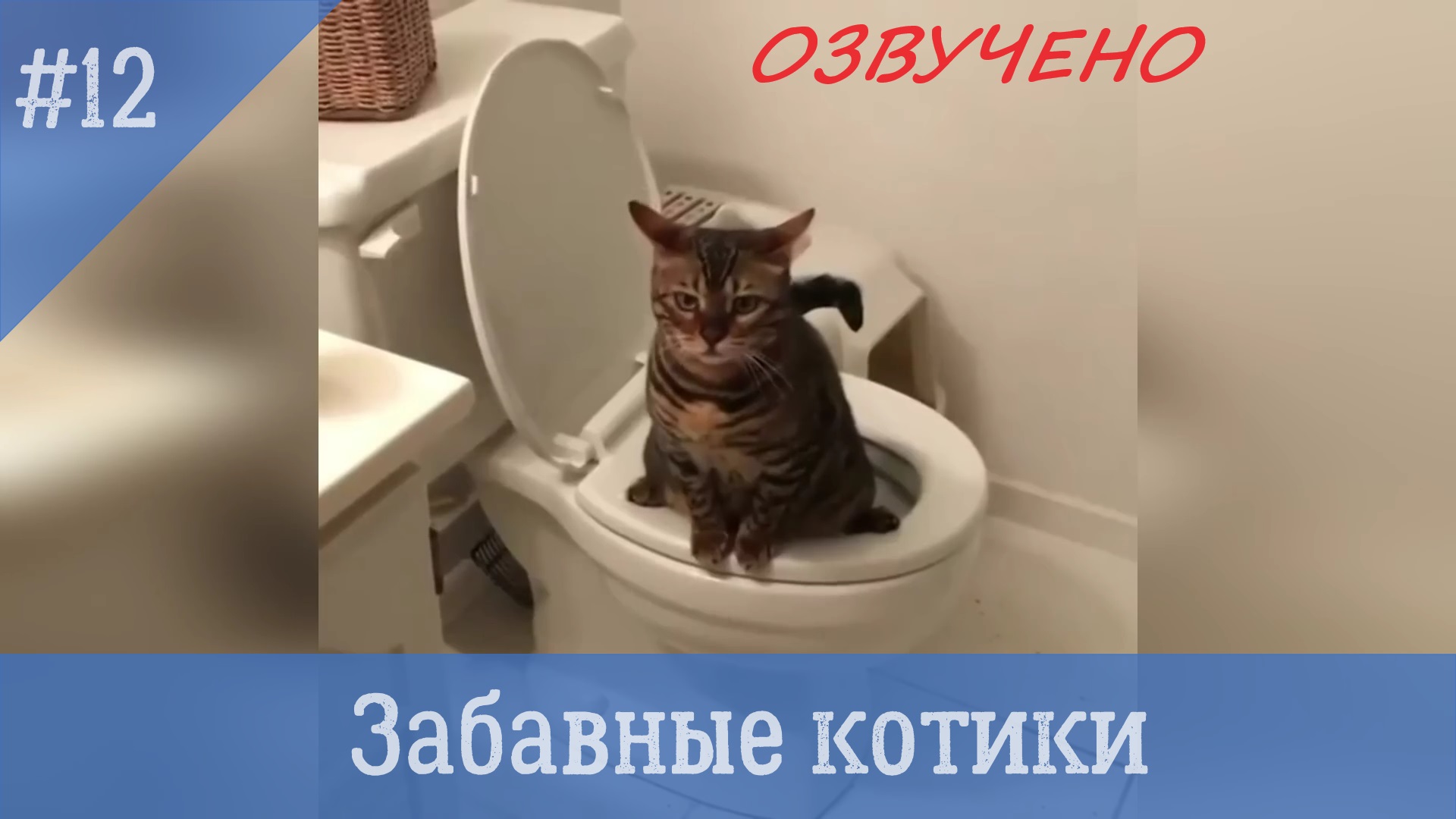 Кот сидит на туалете