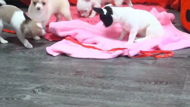 Стандартные девочки чихуахуа смотреть онлайн