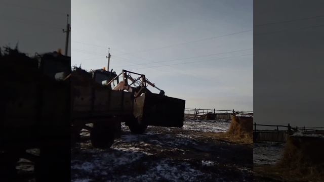 Вывоз навоза на тракторе мтз 82.Часть 1. смотреть онлайн
