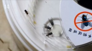 Ловушки для мух. Избавится от насекомых и вредителей Обзор товара Отзывы Купить Заказать