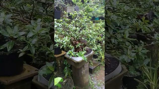 bonsai loa ( ficus racemosa )