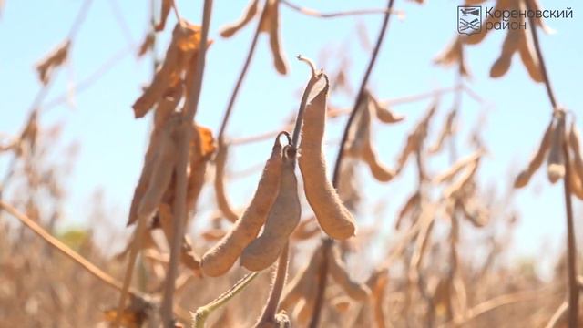 Кореновск. В районе убирают сою и подсолнечник. смотреть онлайн