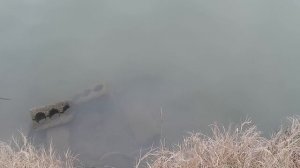 Рыбалка на теплой Кубани в солнечном острове на фидер 12.02.2024