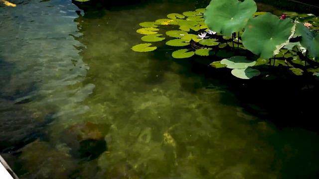 荷葉錦鯉 lotus leaf koi смотреть онлайн