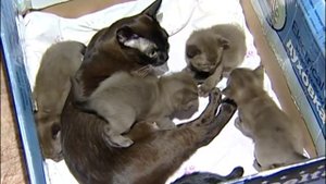 Котята Бурмы Соболиные