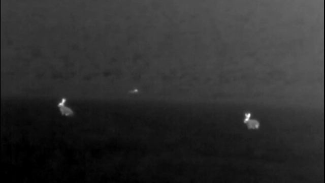 Europese Haas - Lepus europaeus. Tombeek, 23.12.2020. Pulsar Axion XM30S смотреть онлайн