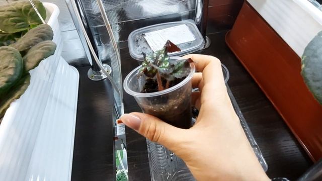 Обзор цветочной, что изменилось за 3 месяца цикла?- Фиалки от листочка до цветочка. Путь новичка #2 смотреть онлайн