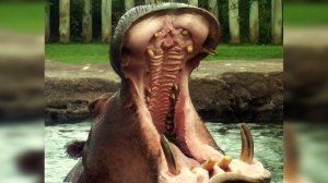 10 Самых Сильных Животных в Мире